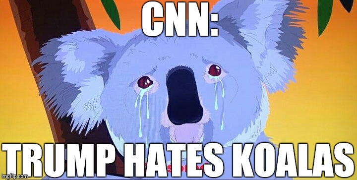 Especially the disabled ones | CNN:; TRUMP HATES KOALAS | image tagged in trump,koala | made w/ Imgflip meme maker