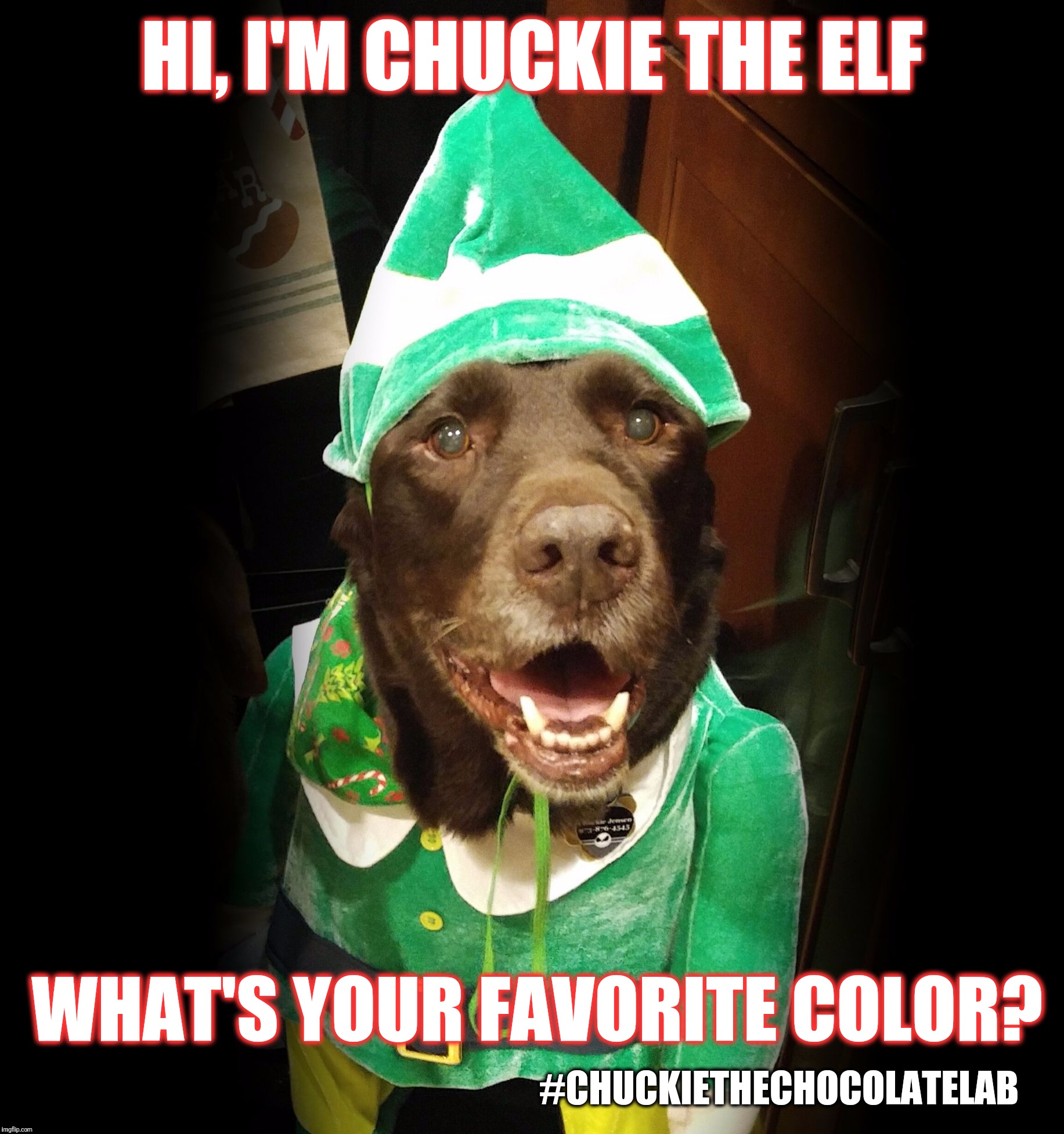 What's your favorite color?  | HI, I'M CHUCKIE THE ELF; WHAT'S YOUR FAVORITE COLOR? #CHUCKIETHECHOCOLATELAB | image tagged in chuckie the chocolate lab,elf,what's your favorite color,funny,dogs,christmas | made w/ Imgflip meme maker