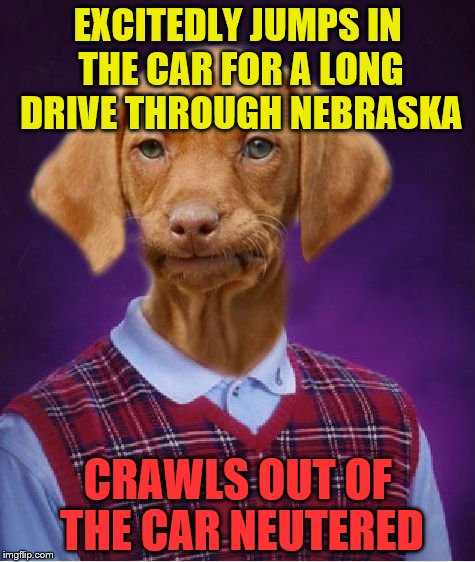 Bad Luck Raydog | EXCITEDLY JUMPS IN THE CAR FOR A LONG DRIVE THROUGH NEBRASKA; CRAWLS OUT OF THE CAR NEUTERED | image tagged in bad luck raydog | made w/ Imgflip meme maker