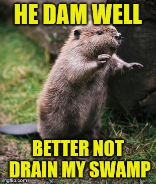 Beaver | HE DAM WELL; BETTER NOT DRAIN MY SWAMP | image tagged in beaver | made w/ Imgflip meme maker