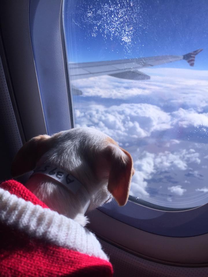 High Quality Flying Chihuahua Blank Meme Template