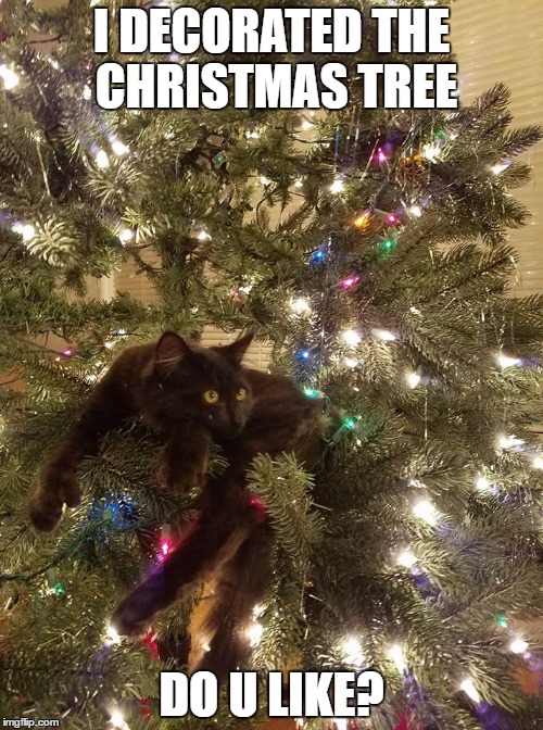 Cat Kinda Christmas |  I DECORATED THE CHRISTMAS TREE; DO U LIKE? | image tagged in catchristmas,cats,christmas | made w/ Imgflip meme maker
