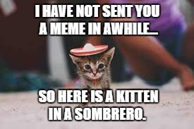 Kitten in a sombrero | I HAVE NOT SENT YOU A MEME IN AWHILE... SO HERE IS A KITTEN IN A SOMBRERO. | image tagged in cute,kitten,sombrero,mexico,mexican | made w/ Imgflip meme maker