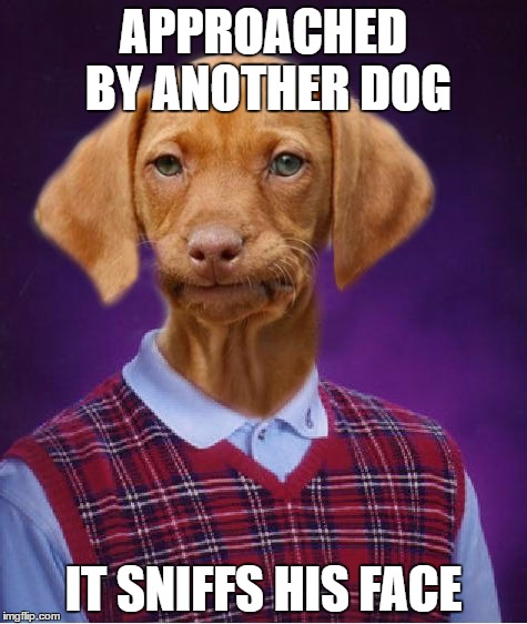 Nice legs, shame about the boat race | APPROACHED BY ANOTHER DOG; IT SNIFFS HIS FACE | image tagged in bad luck raydog | made w/ Imgflip meme maker