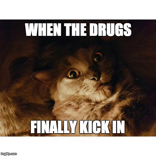 Cate is high af. | WHEN THE DRUGS; FINALLY KICK IN | image tagged in cate | made w/ Imgflip meme maker