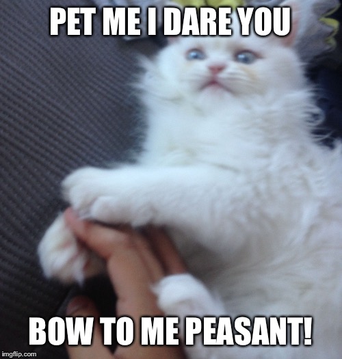 Don't touch me human  | PET ME I DARE YOU; BOW TO ME PEASANT! | image tagged in don't touch meh,cat | made w/ Imgflip meme maker