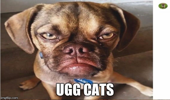 UGG CATS | made w/ Imgflip meme maker