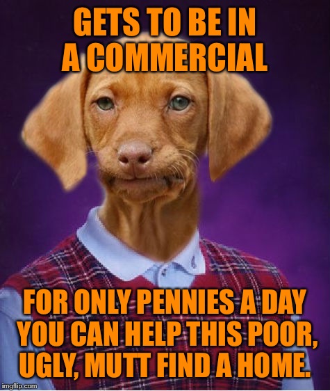Bad Luck Raydog | GETS TO BE IN A COMMERCIAL; FOR ONLY PENNIES A DAY YOU CAN HELP THIS POOR, UGLY, MUTT FIND A HOME. | image tagged in bad luck raydog | made w/ Imgflip meme maker