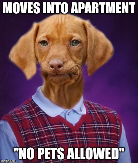 Sorry, but we're kicking you out do to our policies | MOVES INTO APARTMENT; "NO PETS ALLOWED" | image tagged in bad luck brian,bad luck raydog,memes,funny dog,funny | made w/ Imgflip meme maker