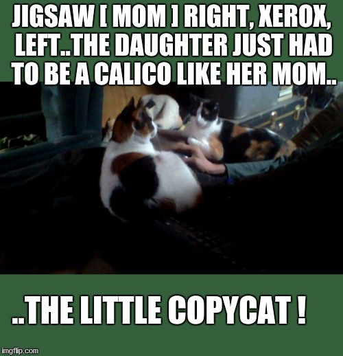 JIGSAW [ MOM ] RIGHT, XEROX, LEFT..THE DAUGHTER JUST HAD TO BE A CALICO LIKE HER MOM.. ..THE LITTLE COPYCAT ! | image tagged in pets | made w/ Imgflip meme maker