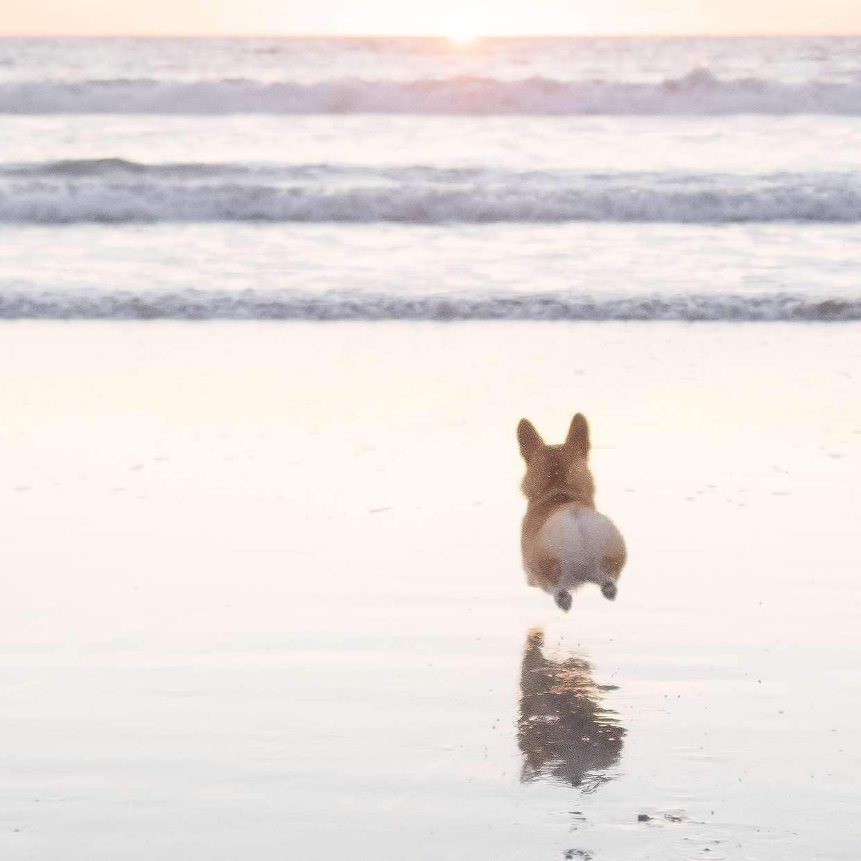 High Quality corgibeach Blank Meme Template