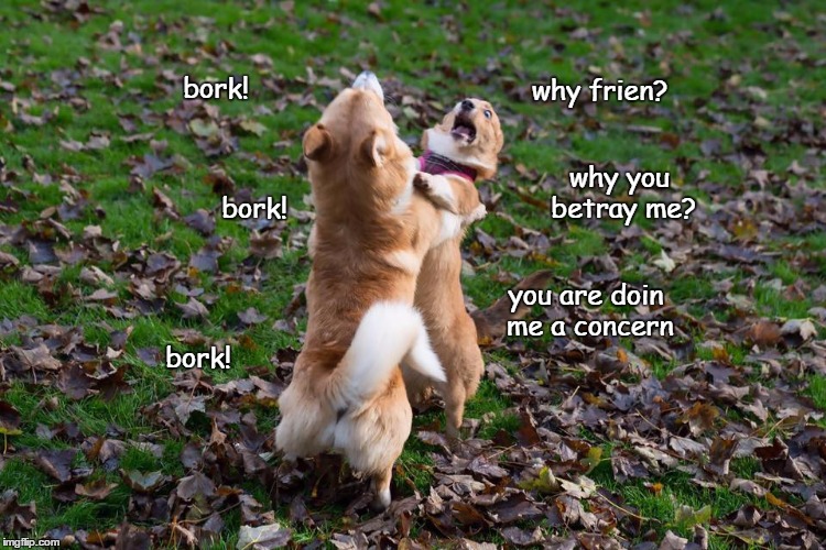 Doggo combo | bork! why frien? why you betray me? bork! you are doin me a concern; bork! | image tagged in why,funny,memes | made w/ Imgflip meme maker