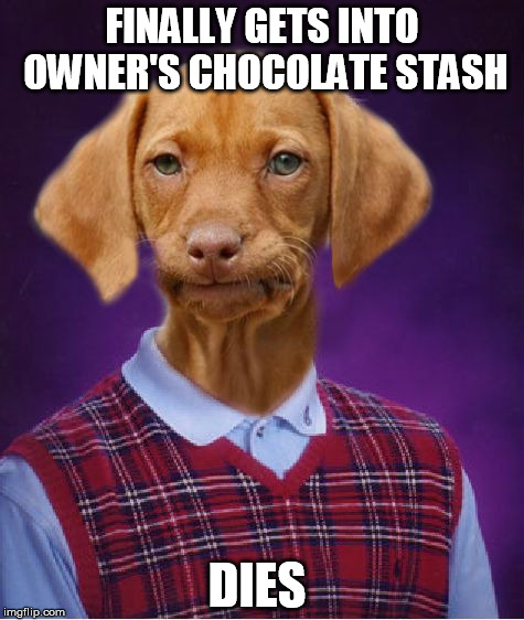 Bad Luck Raydog Gets into Owner's Chocolate Stash | FINALLY GETS INTO OWNER'S CHOCOLATE STASH; DIES | image tagged in bad luck raydog,memes,funny,funny memes | made w/ Imgflip meme maker