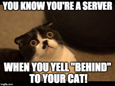 Confused Cats Cake Day | YOU KNOW YOU'RE A SERVER; WHEN YOU YELL "BEHIND" TO YOUR CAT! | image tagged in confused cats cake day | made w/ Imgflip meme maker
