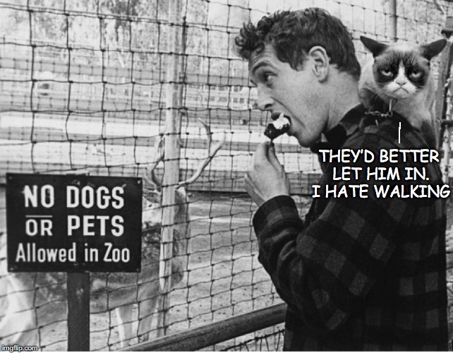 Grumpy Goes To The Zoo | THEY’D BETTER LET HIM IN. I HATE WALKING | image tagged in grumpy cat,zoo,paul newman | made w/ Imgflip meme maker