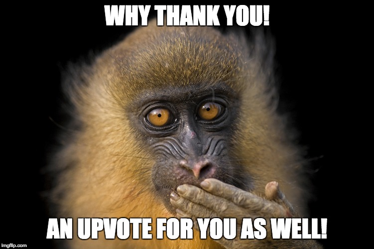 Monkey | WHY THANK YOU! AN UPVOTE FOR YOU AS WELL! | image tagged in monkey | made w/ Imgflip meme maker