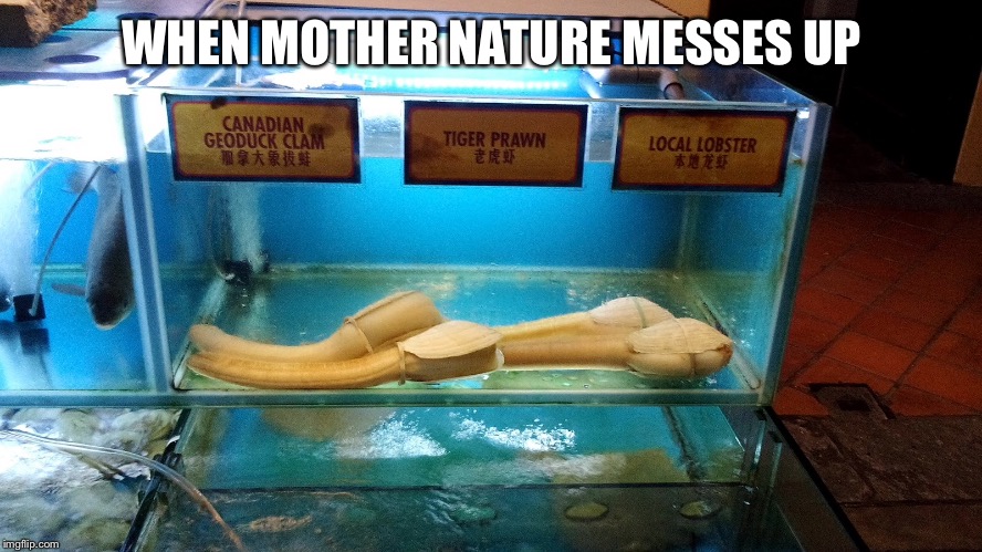 Geoduck | WHEN MOTHER NATURE MESSES UP | image tagged in memes | made w/ Imgflip meme maker