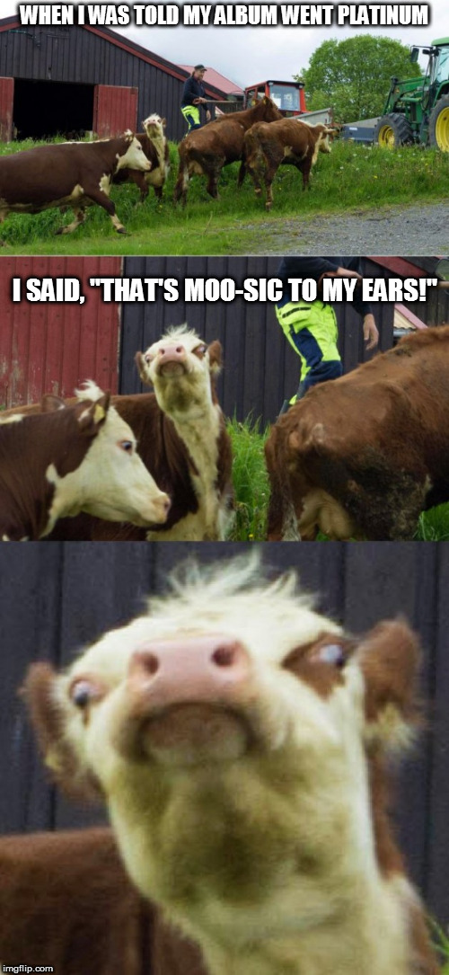 Hey, the pun's not that bad. Don't have a cow, man. | WHEN I WAS TOLD MY ALBUM WENT PLATINUM; I SAID, "THAT'S MOO-SIC TO MY EARS!" | image tagged in bad pun cow,maybe funny | made w/ Imgflip meme maker