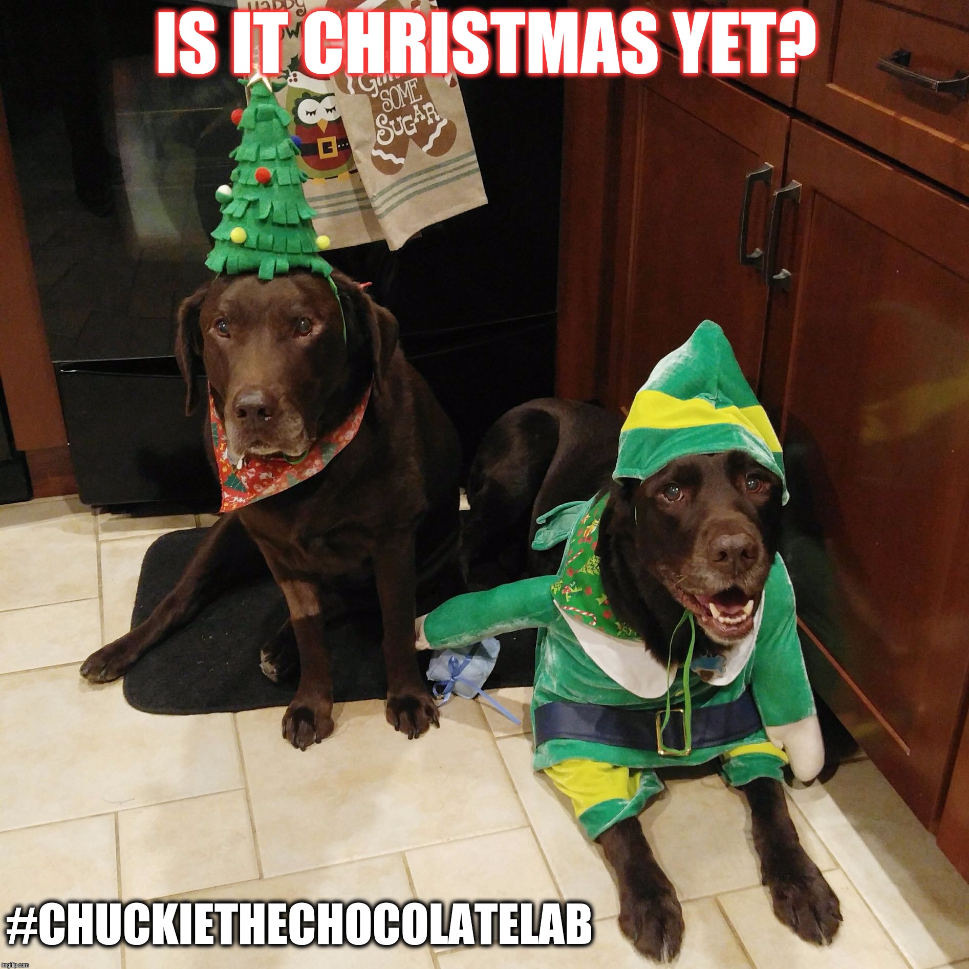 Is it Christmas yet?  | IS IT CHRISTMAS YET? #CHUCKIETHECHOCOLATELAB | image tagged in chuckie the chocolate lab,christmas,holidays,dogs,funny,cute | made w/ Imgflip meme maker