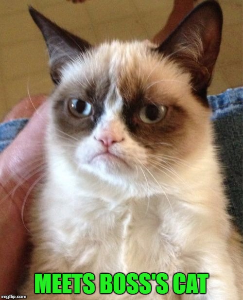 Grumpy Cat Meme | MEETS BOSS'S CAT | image tagged in memes,grumpy cat | made w/ Imgflip meme maker