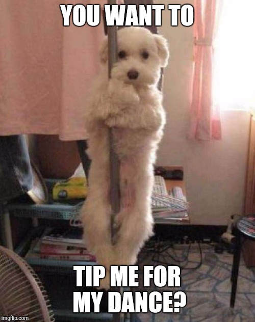 The bat pole | YOU WANT TO; TIP ME FOR MY DANCE? | image tagged in memes,funny,funny dogs,stripper pole | made w/ Imgflip meme maker