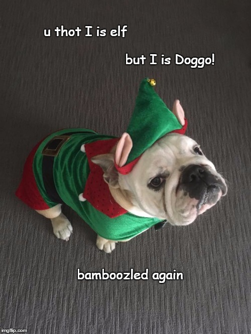 Bamboozled again. | u thot I is elf; but I is Doggo! bamboozled again | image tagged in elfdoggo,memes,doggo | made w/ Imgflip meme maker