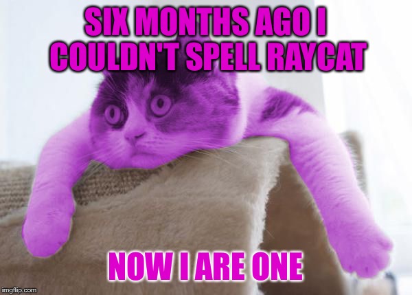 RayCat Stare | SIX MONTHS AGO I COULDN'T SPELL RAYCAT; NOW I ARE ONE | image tagged in raycat stare,memes | made w/ Imgflip meme maker