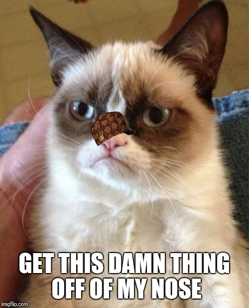 Grumpy Cat Meme | GET THIS DAMN THING OFF OF MY NOSE | image tagged in memes,grumpy cat,scumbag | made w/ Imgflip meme maker