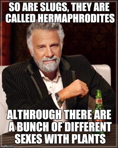 The Most Interesting Man In The World Meme | SO ARE SLUGS, THEY ARE CALLED HERMAPHRODITES ALTHROUGH THERE ARE A BUNCH OF DIFFERENT SEXES WITH PLANTS | image tagged in memes,the most interesting man in the world | made w/ Imgflip meme maker