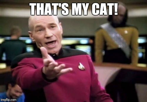 Picard Wtf Meme | THAT'S MY CAT! | image tagged in memes,picard wtf | made w/ Imgflip meme maker