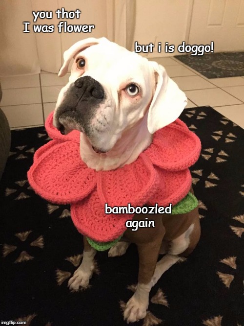 bamboozled again | you thot I was flower; but i is doggo! bamboozled again | image tagged in funny,memes,dog,doggo | made w/ Imgflip meme maker