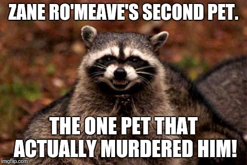 Evil Plotting Raccoon | ZANE RO'MEAVE'S SECOND PET. THE ONE PET THAT ACTUALLY MURDERED HIM! | image tagged in memes,evil plotting raccoon | made w/ Imgflip meme maker
