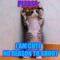 Cats  | PLEASE; I AM CUTE    NO REASON TO SHOOT | image tagged in cats,scumbag | made w/ Imgflip meme maker