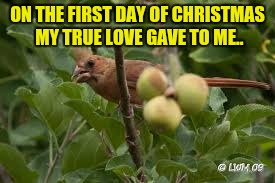 First Day Of Christmas | ON THE FIRST DAY OF CHRISTMAS MY TRUE LOVE GAVE TO ME.. | image tagged in pear | made w/ Imgflip meme maker