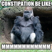 Gorillas are great | CONSTIPATION BE LIKE; MMMMMMMMMMMM | image tagged in constipated,gorilla | made w/ Imgflip meme maker