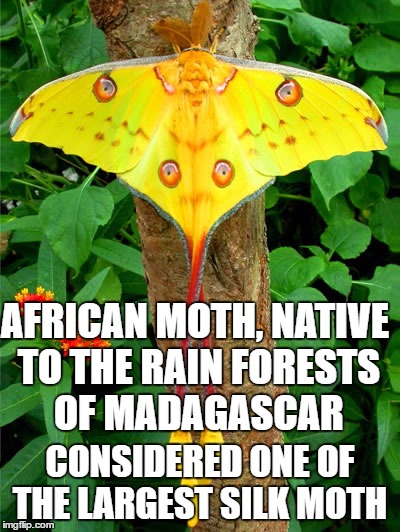 AFRICAN MOTH, NATIVE TO THE RAIN FORESTS OF MADAGASCAR; CONSIDERED ONE OF THE LARGEST SILK MOTH | image tagged in madagascar,rainforest,insect,moths | made w/ Imgflip meme maker