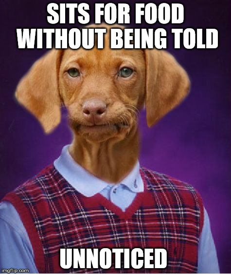 Bad Luck Raydog | SITS FOR FOOD WITHOUT BEING TOLD; UNNOTICED | image tagged in bad luck raydog | made w/ Imgflip meme maker