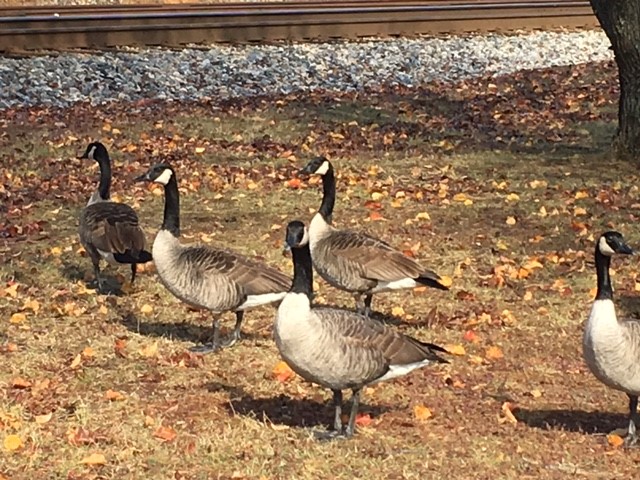 Geese Blank Meme Template