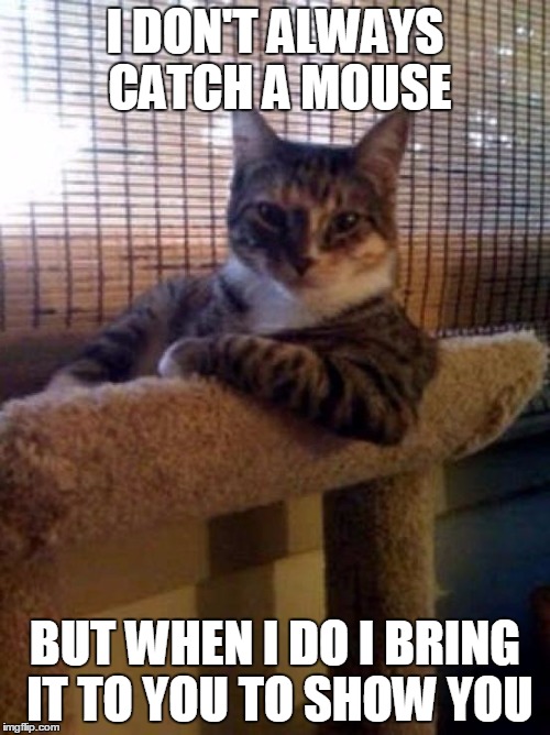 The Most Interesting Cat In The World Meme | I DON'T ALWAYS CATCH A MOUSE; BUT WHEN I DO I BRING IT TO YOU TO SHOW YOU | image tagged in memes,the most interesting cat in the world | made w/ Imgflip meme maker