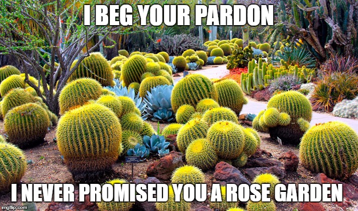 I beg your cactus garden |  I BEG YOUR PARDON; I NEVER PROMISED YOU A ROSE GARDEN | image tagged in cactus garden,cactus,garden | made w/ Imgflip meme maker