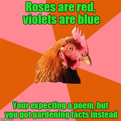 Anti Joke Chicken Meme | Roses are red, violets are blue; Your expecting a poem, but you got gardening facts instead | image tagged in memes,anti joke chicken,trhtimmy | made w/ Imgflip meme maker
