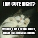 Not so Cute but a bit | I AM CUTE RIGHT? WRONG, I AM A SERIALKILLER, TODAY I KILLED SOME BIRDS. | image tagged in sleepy cat,cute cat | made w/ Imgflip meme maker