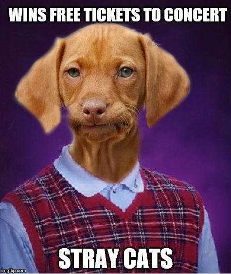 Bad Luck Raydog | WINS FREE TICKETS TO CONCERT; STRAY CATS | image tagged in bad luck raydog | made w/ Imgflip meme maker