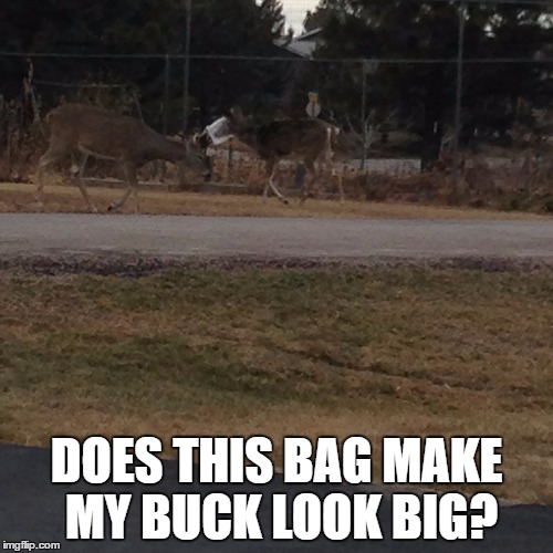 DOES THIS BAG MAKE MY BUCK LOOK BIG? | made w/ Imgflip meme maker