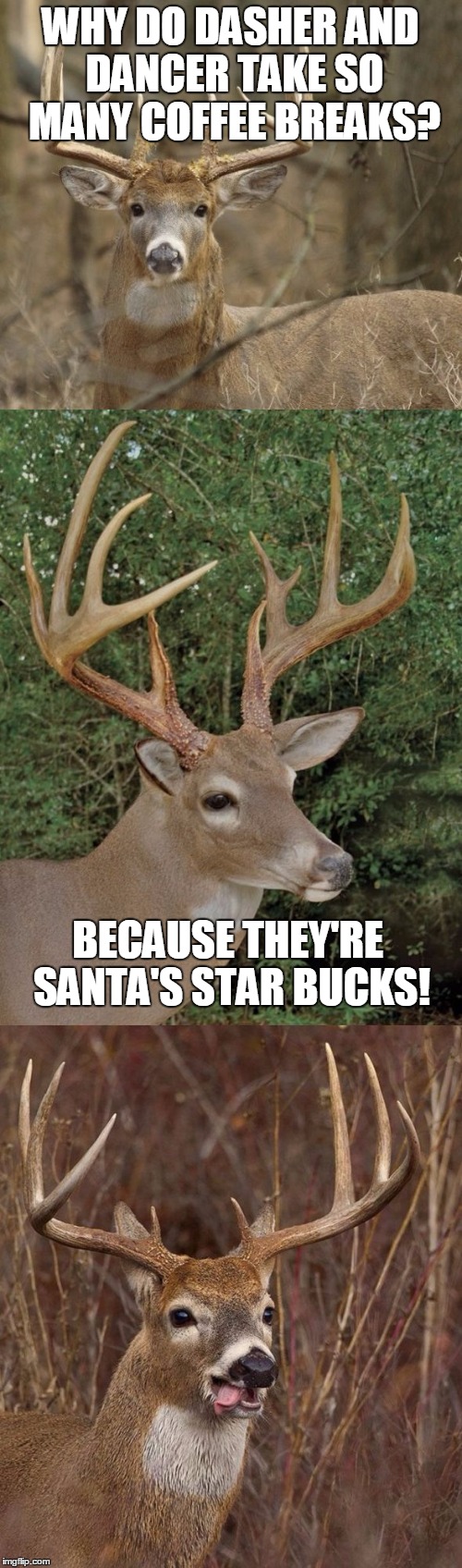 So *that's* how Santa stays awake all night to deliver presents... | WHY DO DASHER AND DANCER TAKE SO MANY COFFEE BREAKS? BECAUSE THEY'RE SANTA'S STAR BUCKS! | image tagged in reindeer,santa,coffee,starbucks | made w/ Imgflip meme maker