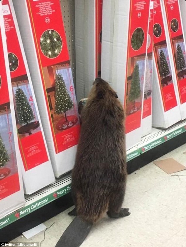 High Quality Dollar General Beaver Blank Meme Template