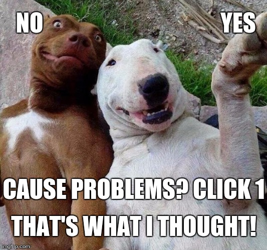 Mischief Test | NO; YES; CAUSE PROBLEMS?
CLICK 1; THAT'S WHAT I THOUGHT! | image tagged in selfie dogs,yup,test | made w/ Imgflip meme maker