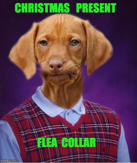Bad Luck Raydog | CHRISTMAS   PRESENT; FLEA  COLLAR | image tagged in bad luck raydog,dog christmas tree,present,flea | made w/ Imgflip meme maker