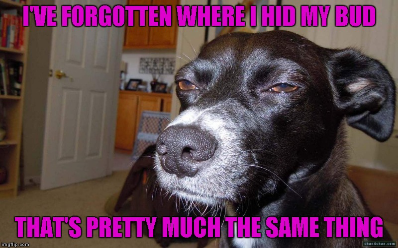 I'VE FORGOTTEN WHERE I HID MY BUD THAT'S PRETTY MUCH THE SAME THING | made w/ Imgflip meme maker