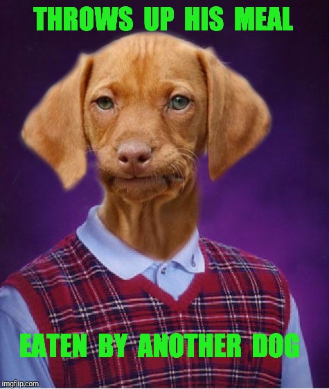 Bad Luck Raydog | THROWS  UP  HIS  MEAL; EATEN  BY  ANOTHER  DOG | image tagged in bad luck raydog,puke,dog,sick | made w/ Imgflip meme maker